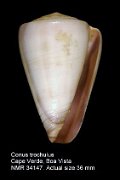 Conus trochulus